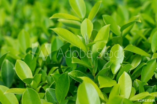 Picture of background of leaves green bush